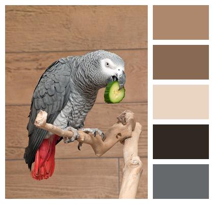 Parrot Bird African Grey Image